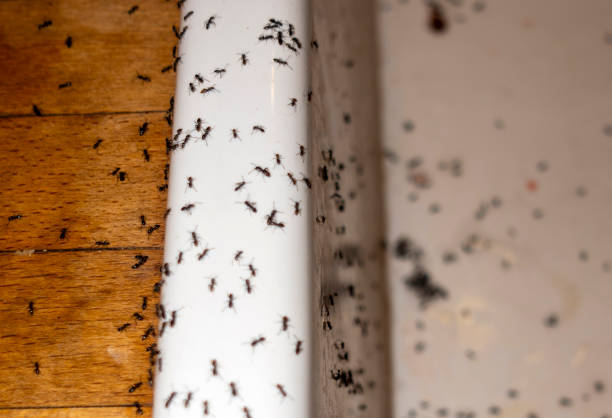 Best Emergency Pest Control  in Fort Stewart, GA