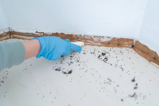 Best Ant Control Services  in Fort Stewart, GA